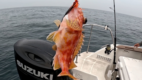 アヤメカサゴの釣果