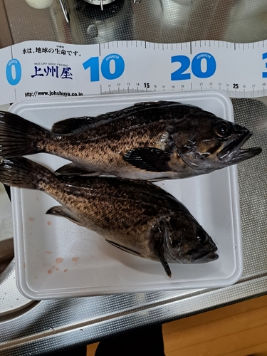 クロソイの釣果