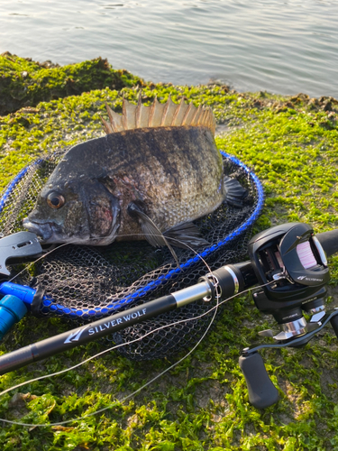 クロダイの釣果