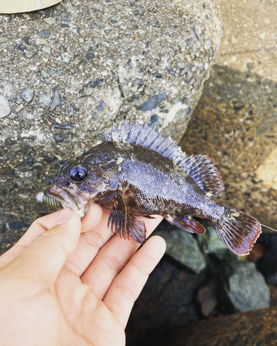 ムラソイの釣果