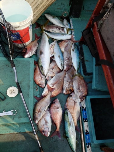 タイの釣果