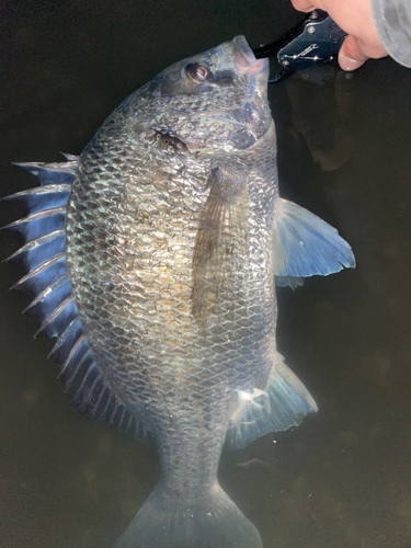 チヌの釣果