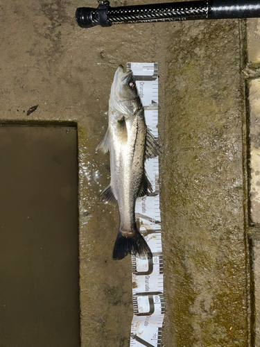 スズキの釣果