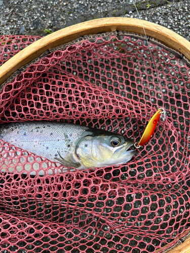 ニジマスの釣果