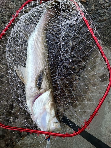 マルスズキの釣果