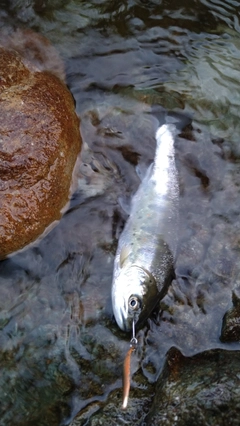 アマゴの釣果