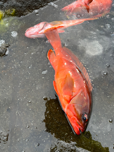 アカハタの釣果