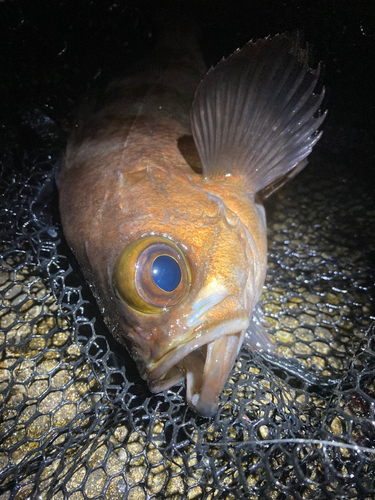 シロメバルの釣果