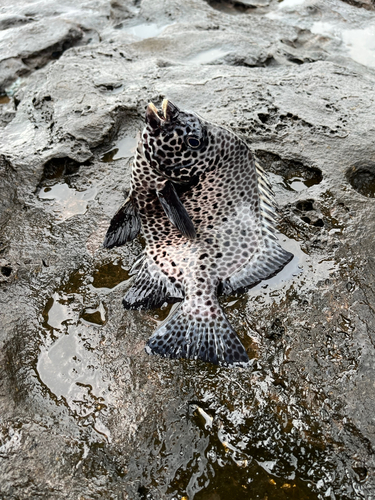 イシガキダイの釣果