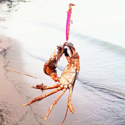 カニの釣果