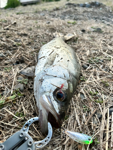 フッコ（ヒラスズキ）の釣果