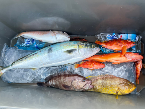 シロアマダイの釣果