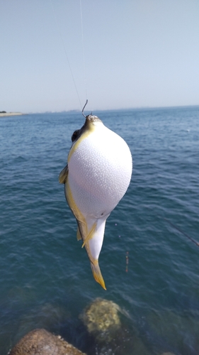 クサフグの釣果