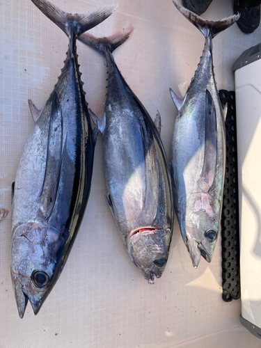 ビンチョウマグロの釣果