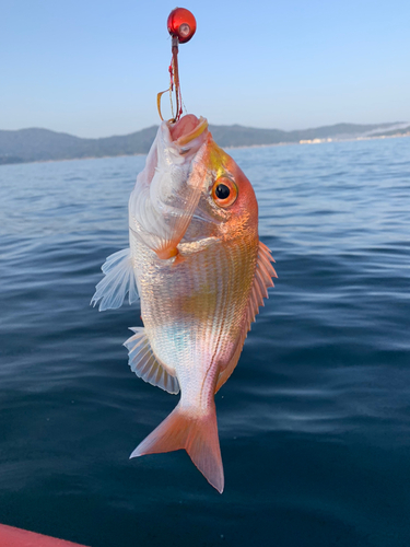 レンコダイの釣果