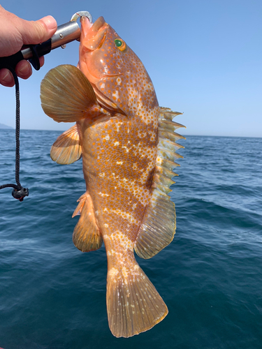 アコウの釣果