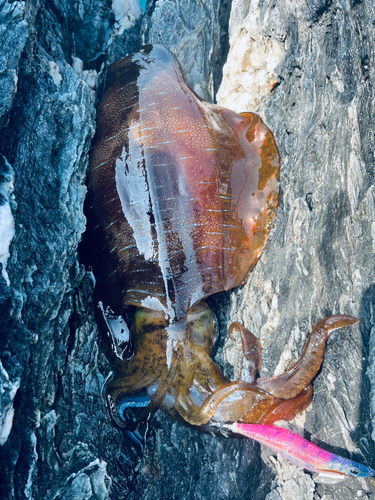 アオリイカの釣果