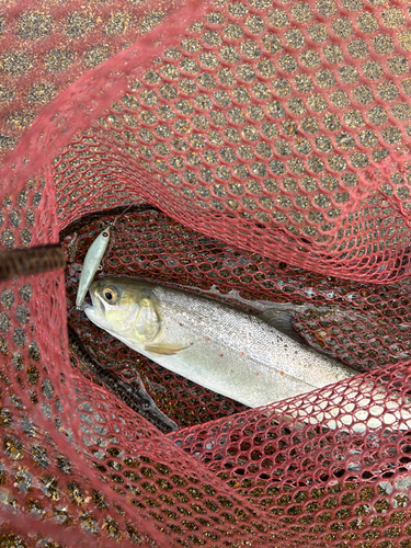 ブラウントラウトの釣果