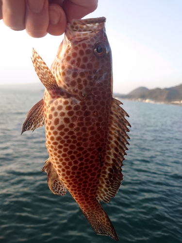 オオモンハタの釣果