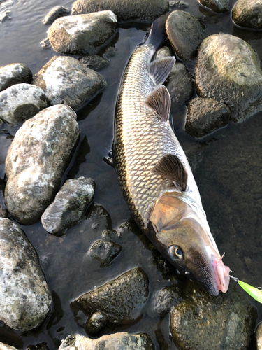 ニゴイの釣果