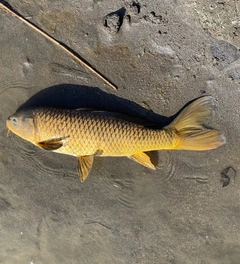 コイの釣果