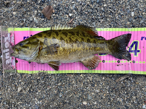 スモールマウスバスの釣果