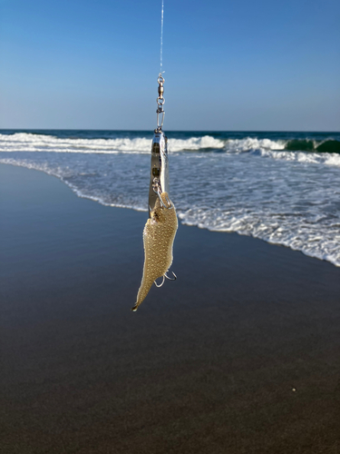 シタビラメの釣果