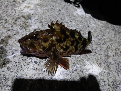 カサゴの釣果