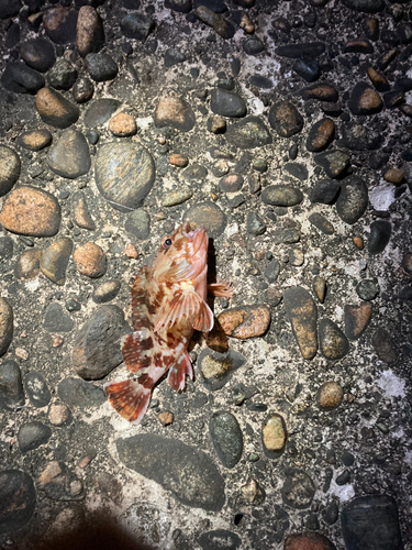 カサゴの釣果