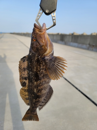 アイナメの釣果