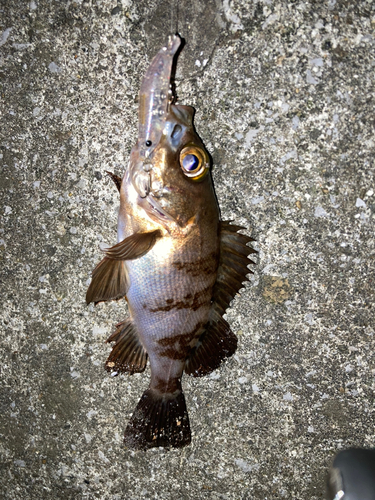 シロメバルの釣果