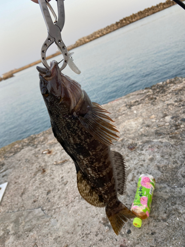 アイナメの釣果