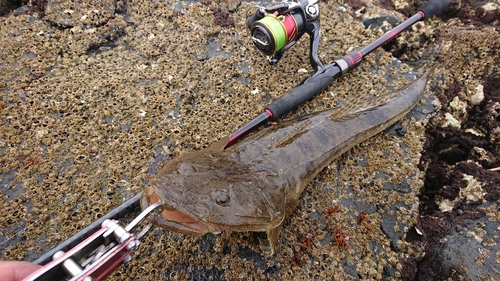 マゴチの釣果