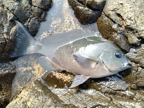 オナガグレの釣果