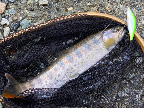 アマゴの釣果