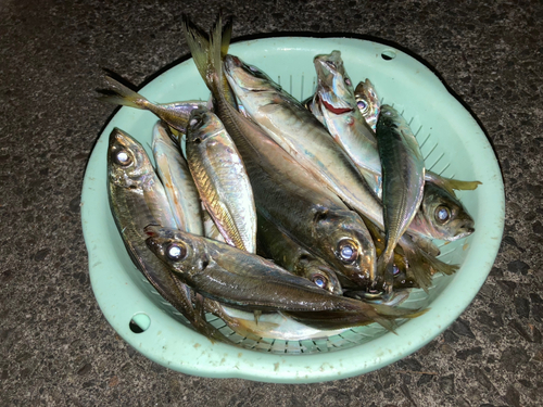 アジの釣果