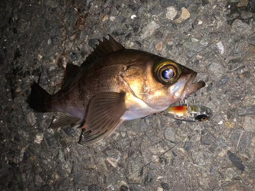 シロメバルの釣果