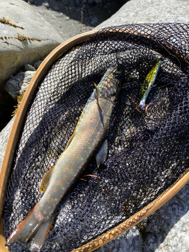 イワナの釣果