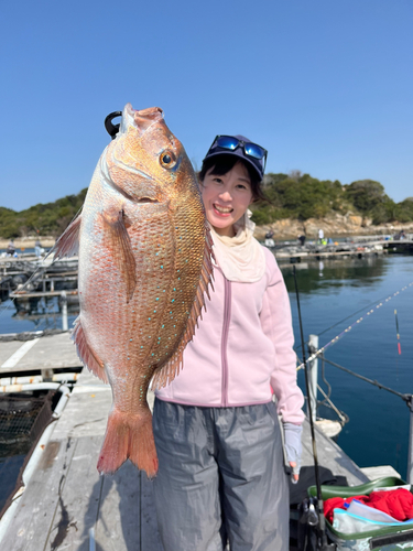 マダイの釣果