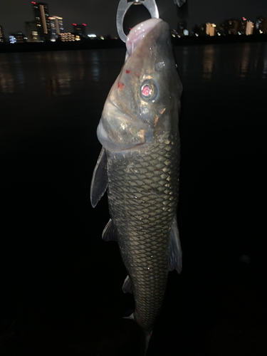 ニゴイの釣果