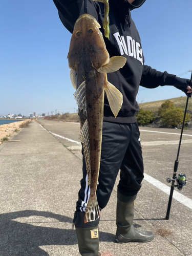 マゴチの釣果