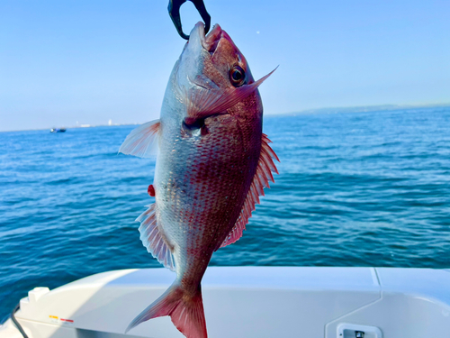 マダイの釣果