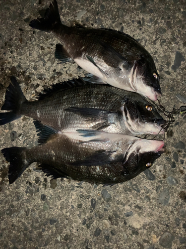 クロダイの釣果