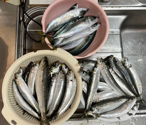 サバの釣果