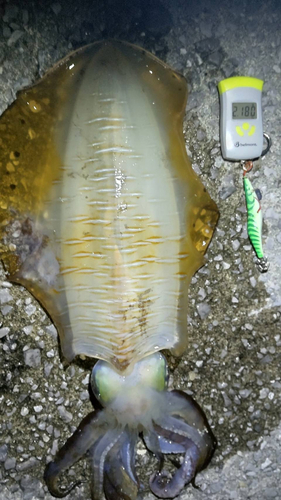 アオリイカの釣果