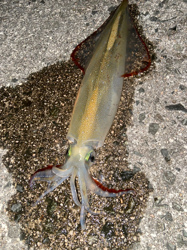 ヤリイカの釣果