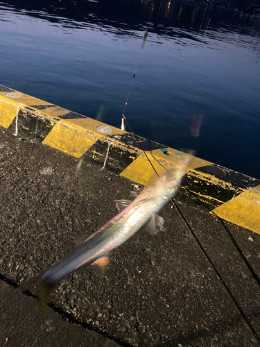 カマスの釣果