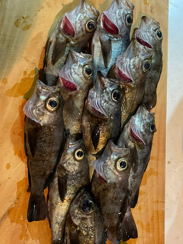 メバルの釣果