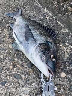 クロダイの釣果