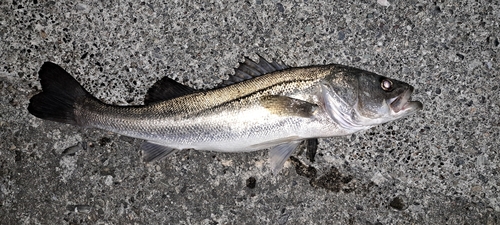 マルスズキの釣果